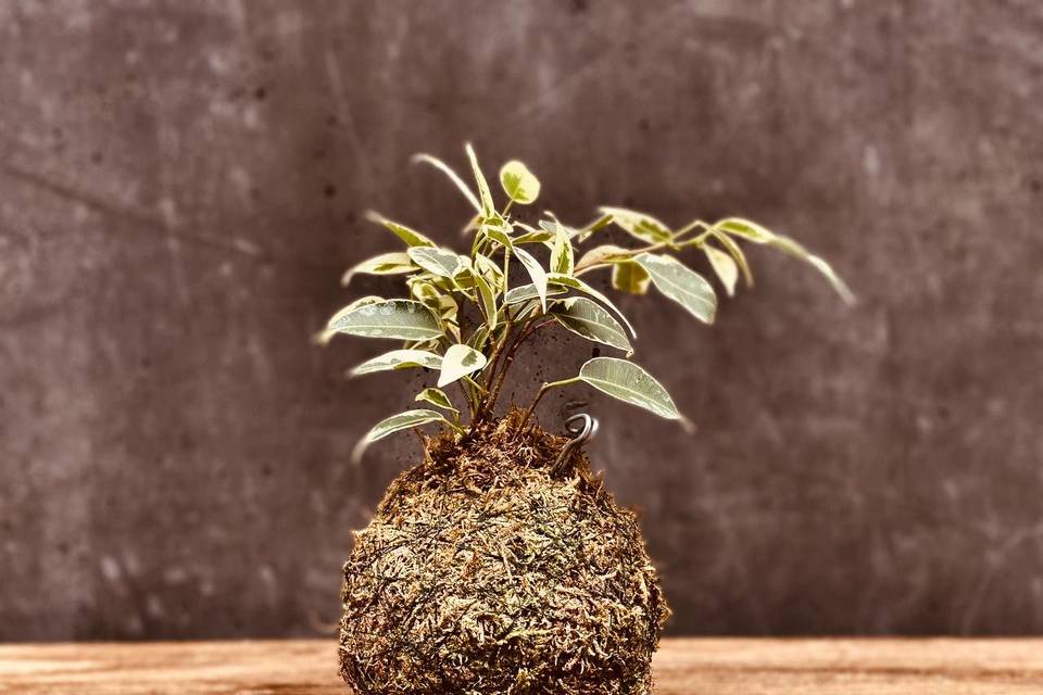 Mini-kokedama