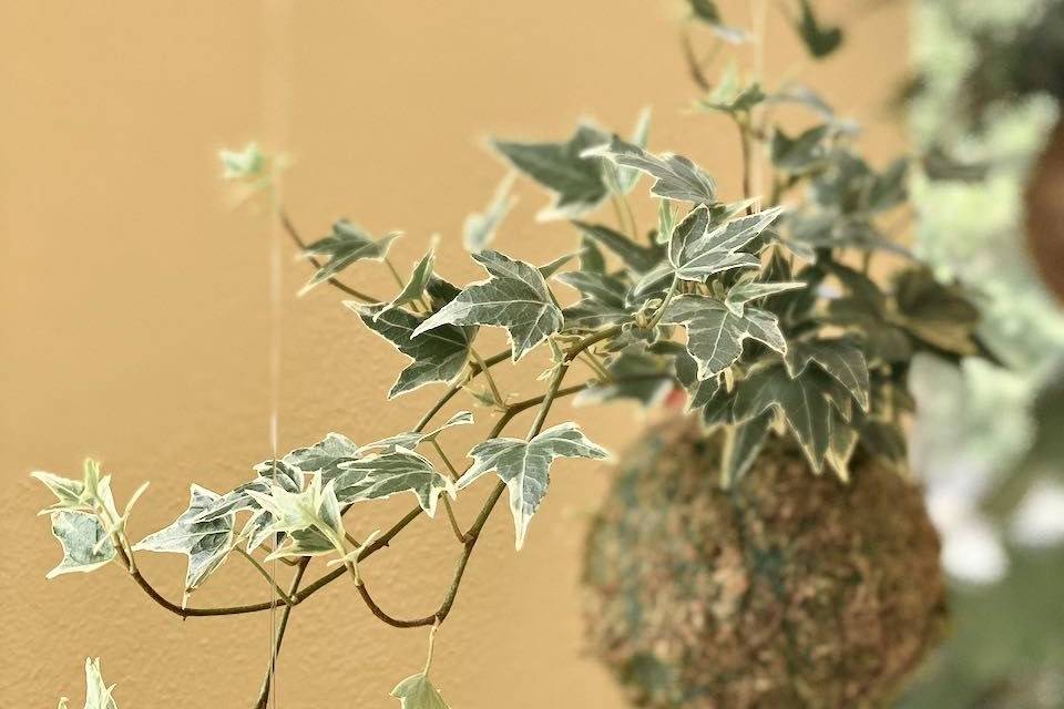 Hedera