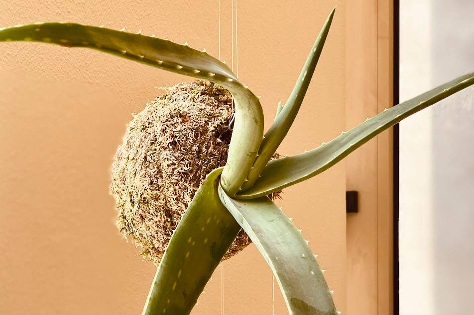 Kokedama aloe-vera suspenso