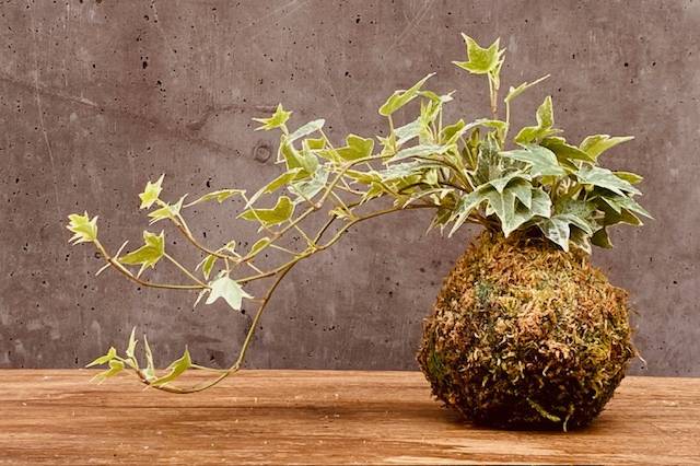 Kokedama hedera