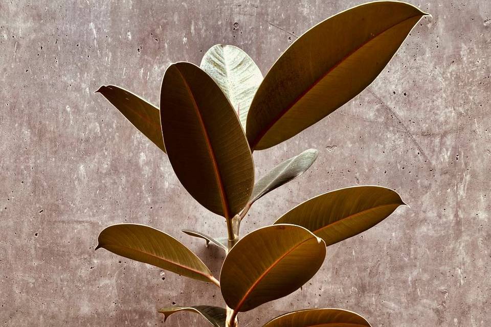 Kokedama ficus elástica