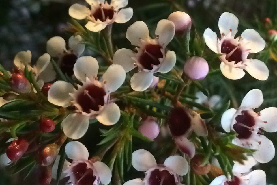 Flor de cera