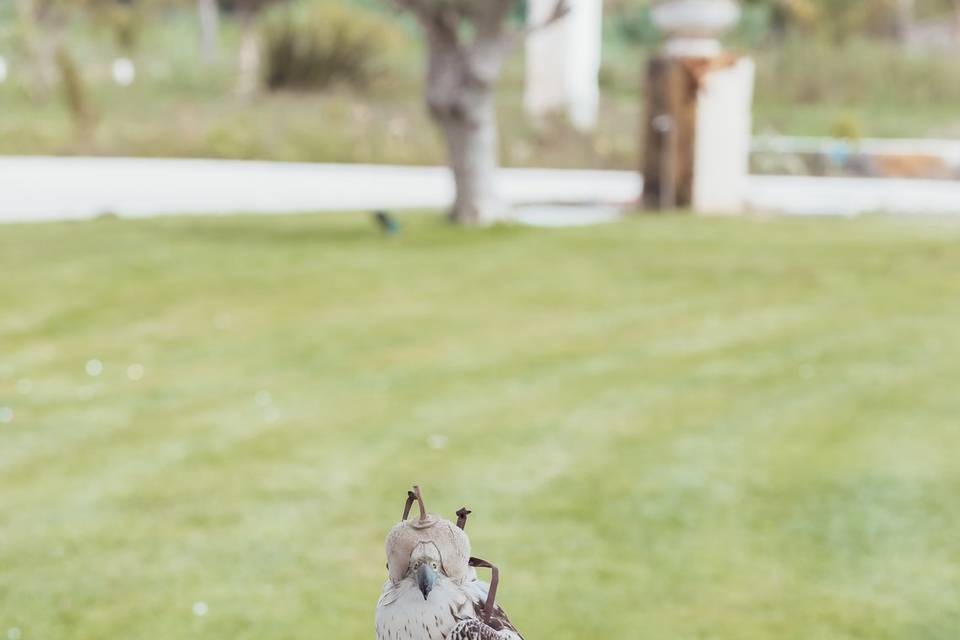 Falcão