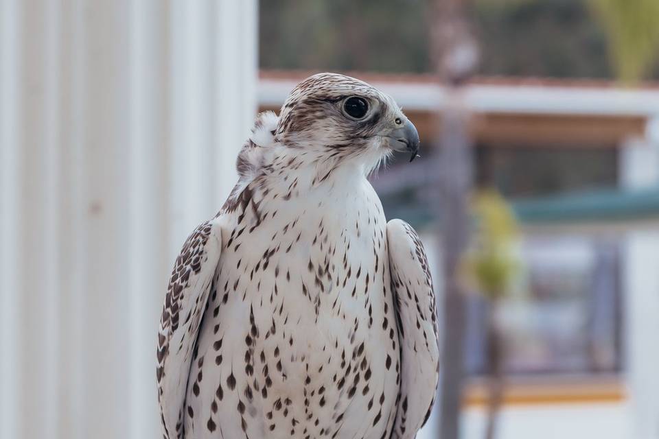 Falcão