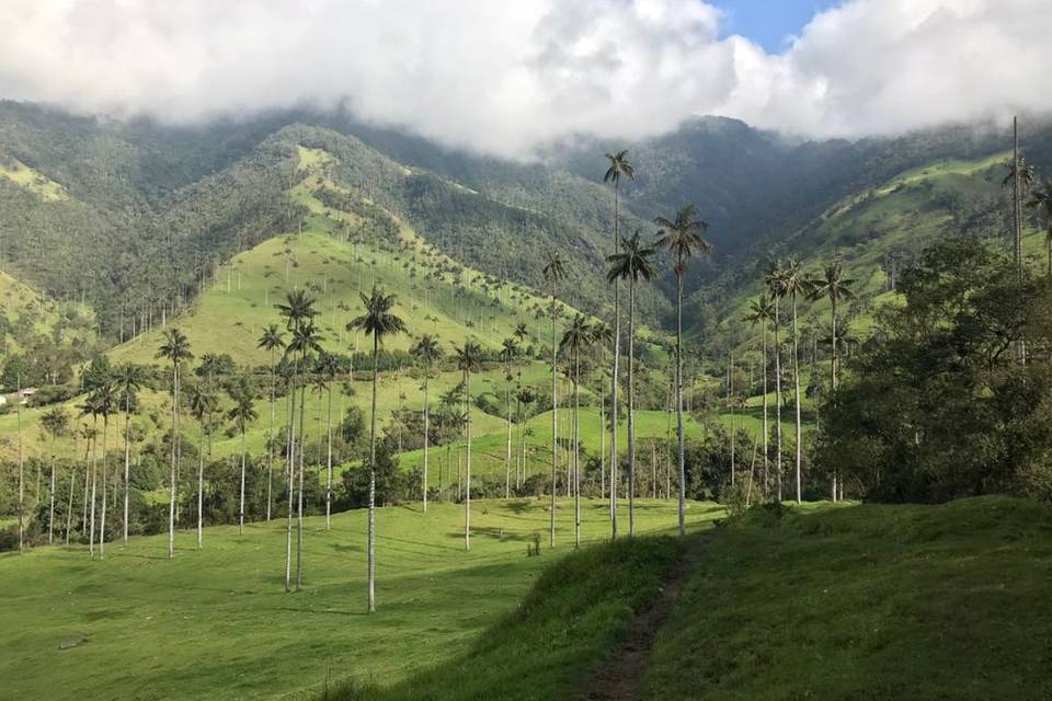 Cocora - Colômbia