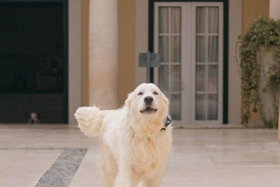 Zeca cão