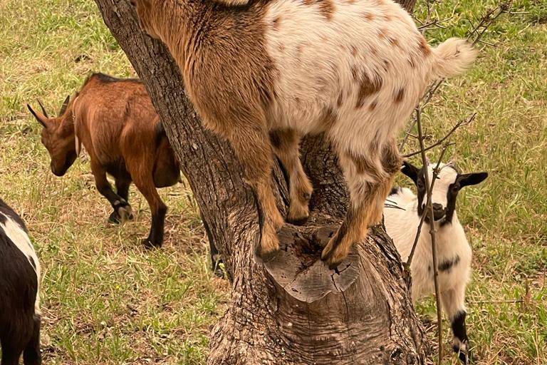 Cabras anãs