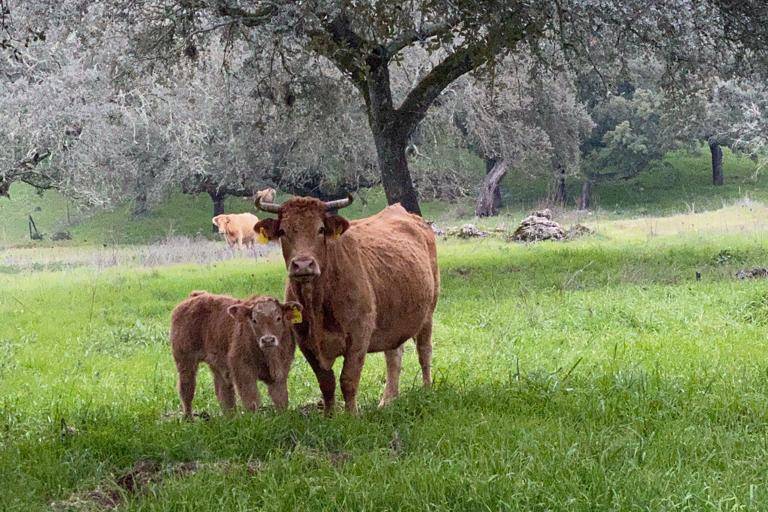 Vaca acompanhada pêlo bezerro