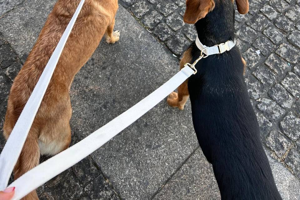 Petsitting