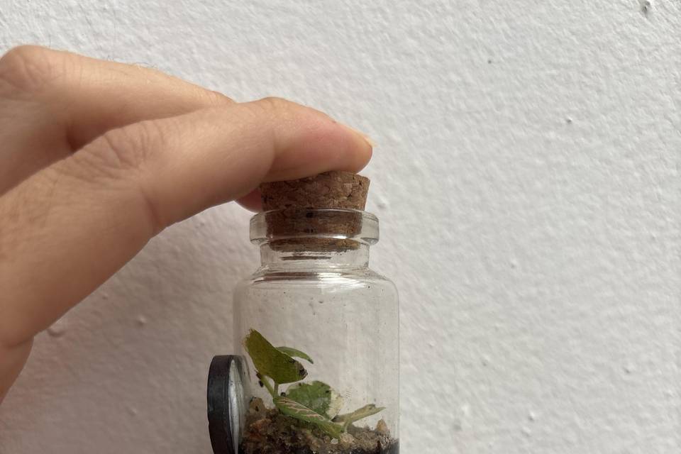 Mini terrário íman