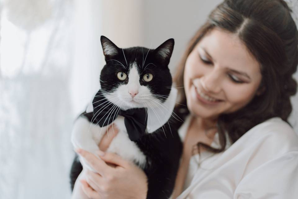 Gato