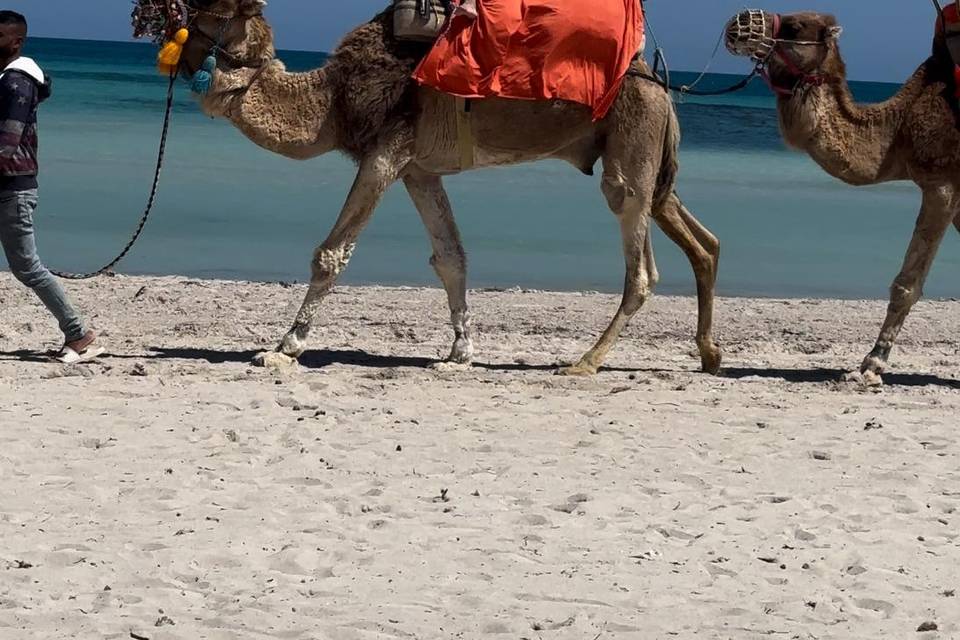 Djerba - Tunisia