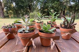 Cultivo d'Amor