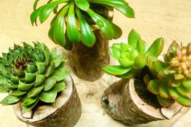 Lembranças e decoração