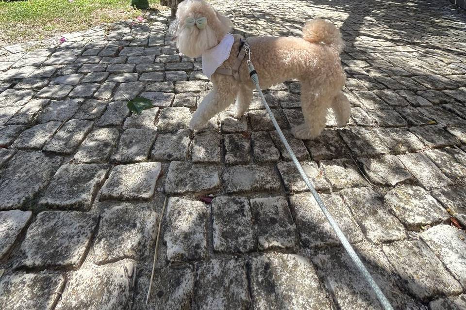 Fotografia