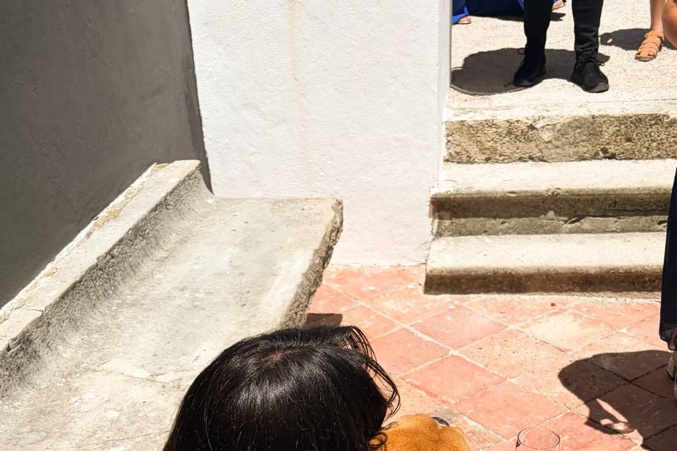 Pet Sitter