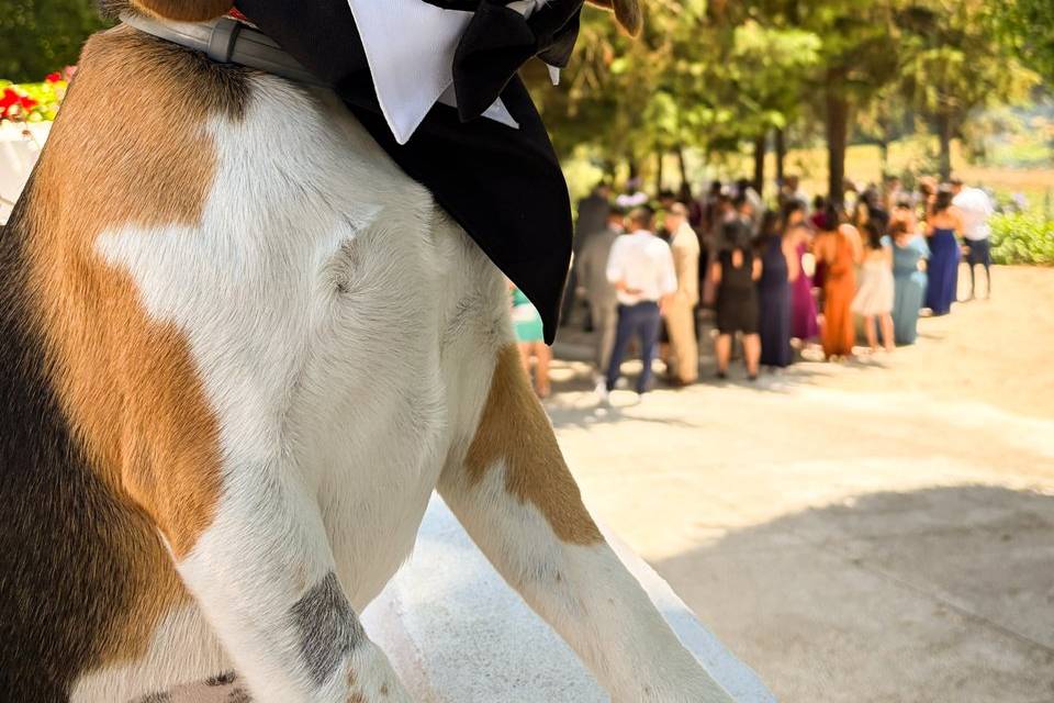 Wedding pet sitter