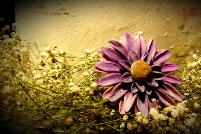 Pormenor flor