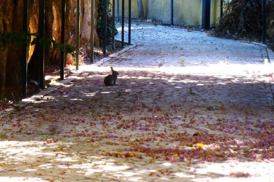 Jardim Palácio