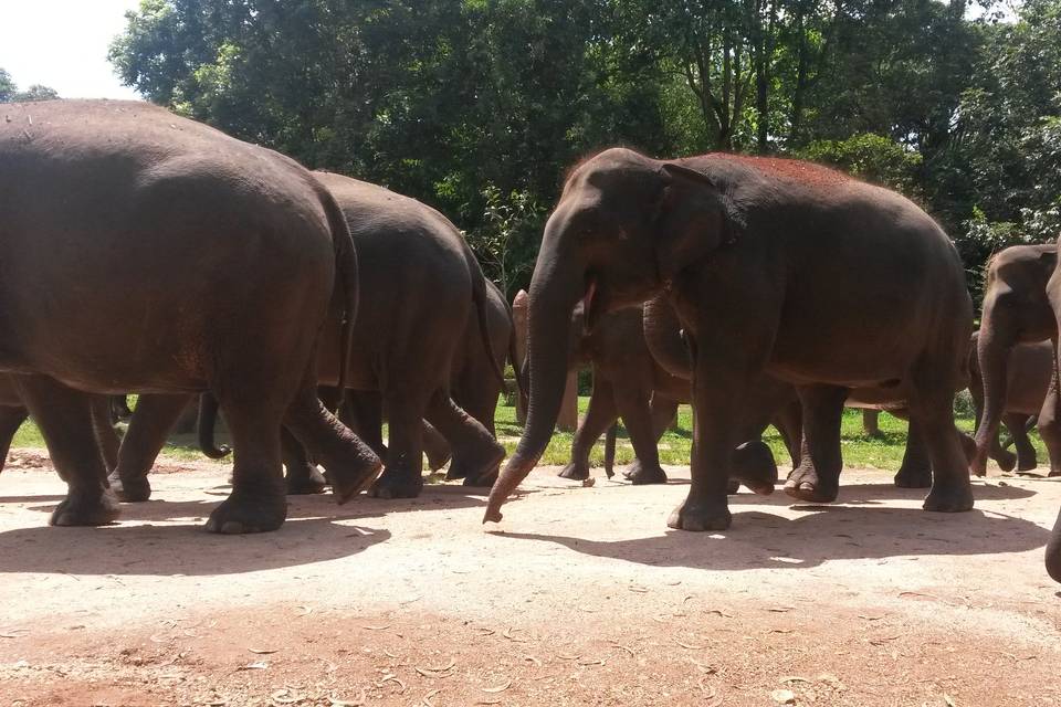 Orfanato elefantes - Sri Lanka