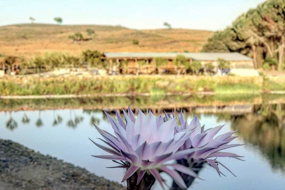 Quinta do Monte - Algarve