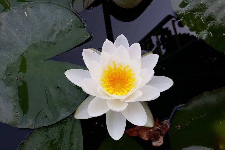 Flor no lago