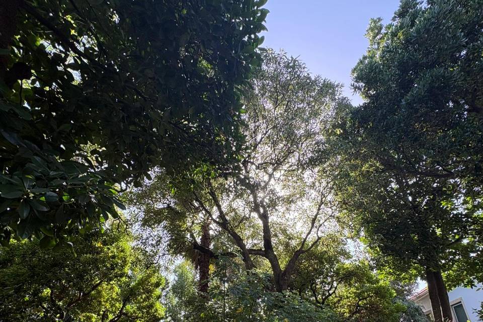 Jardim cocktail