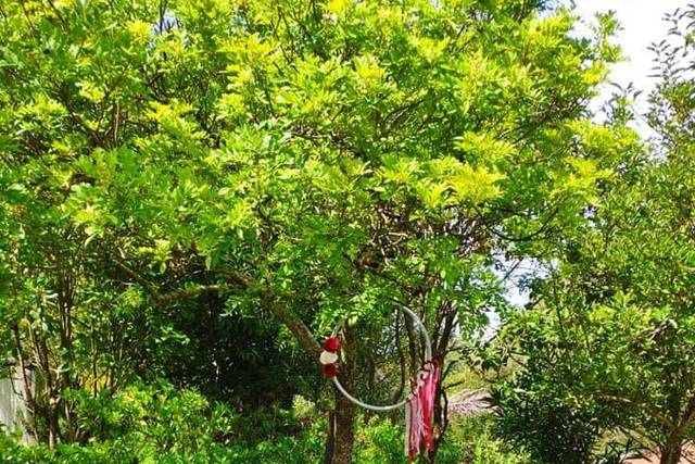 Jardim