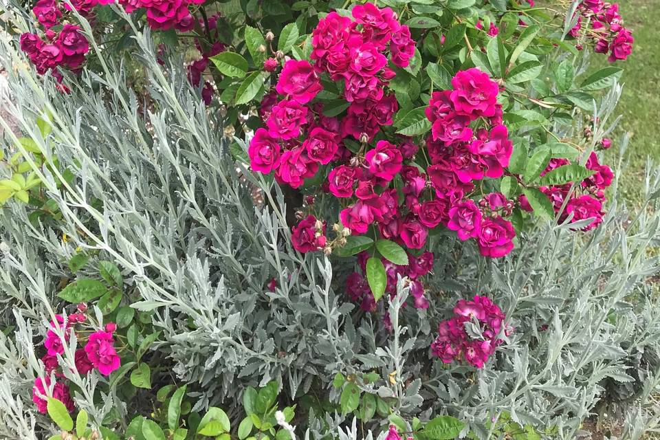 Primavera