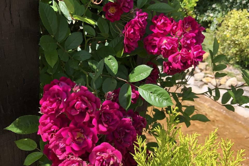 Flores