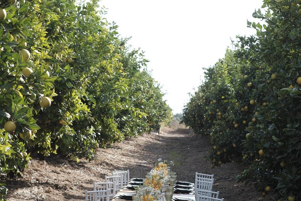 Larajar como cenário
