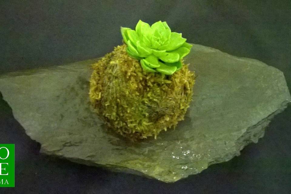 Kokedama