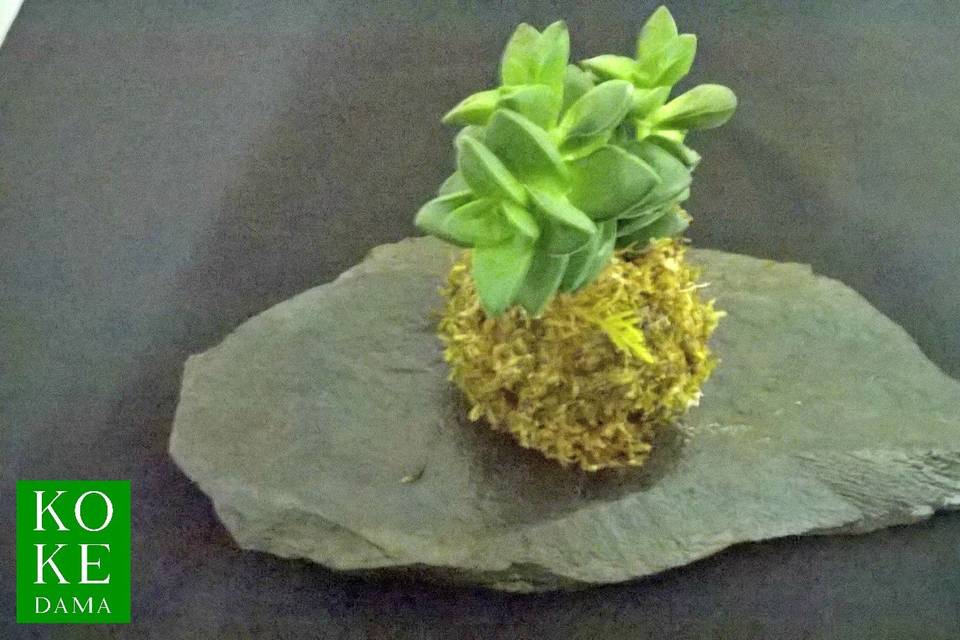 Kokedama