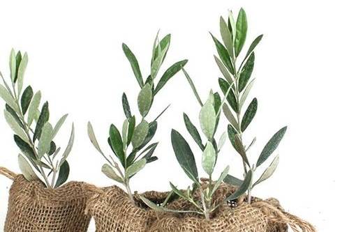 Mini oliveiras