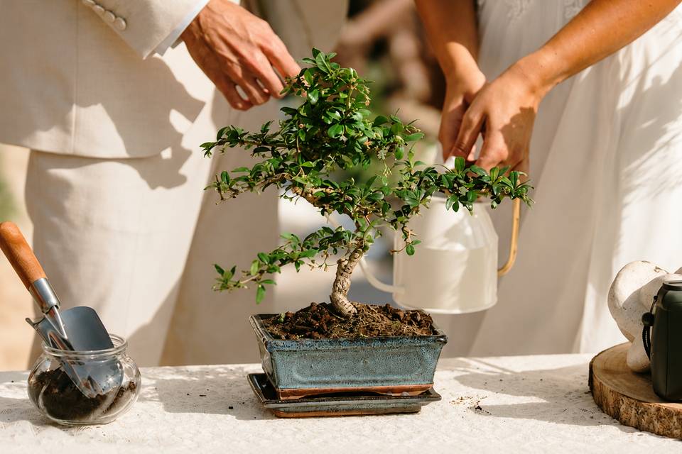 Ritual Árvore da Vida
