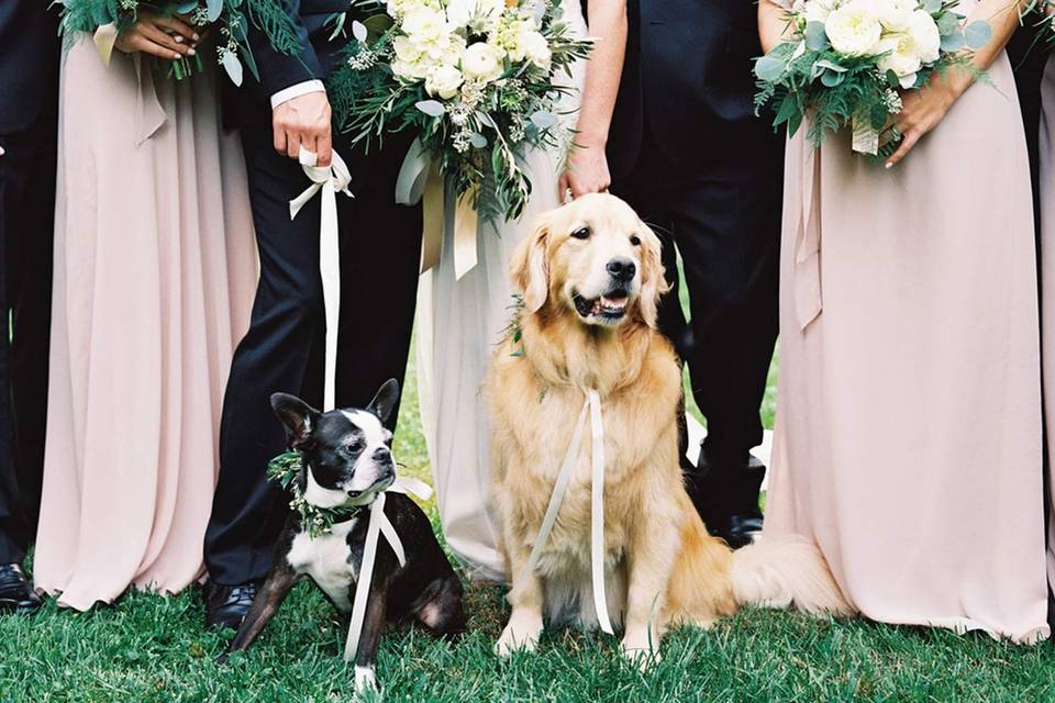 Animalitos - Wedding Dog Services