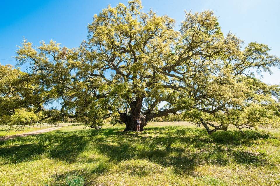 Natureza no seu estado mais puro