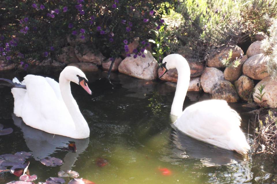 Cisnes