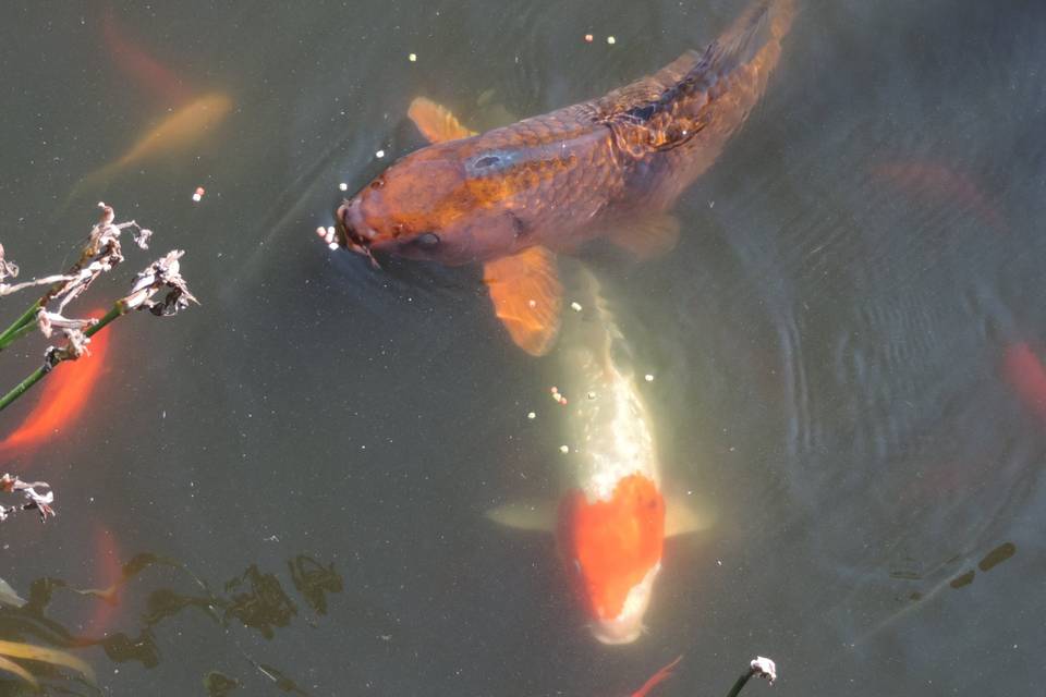 Peixes