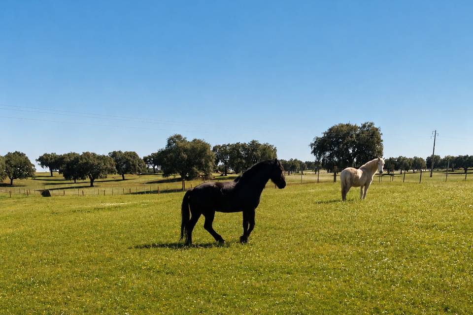 Os nossos Cavalos