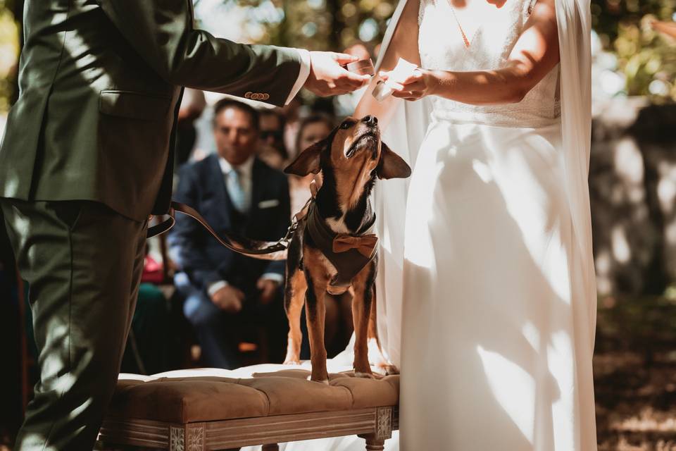 O casamento com o filho patudo