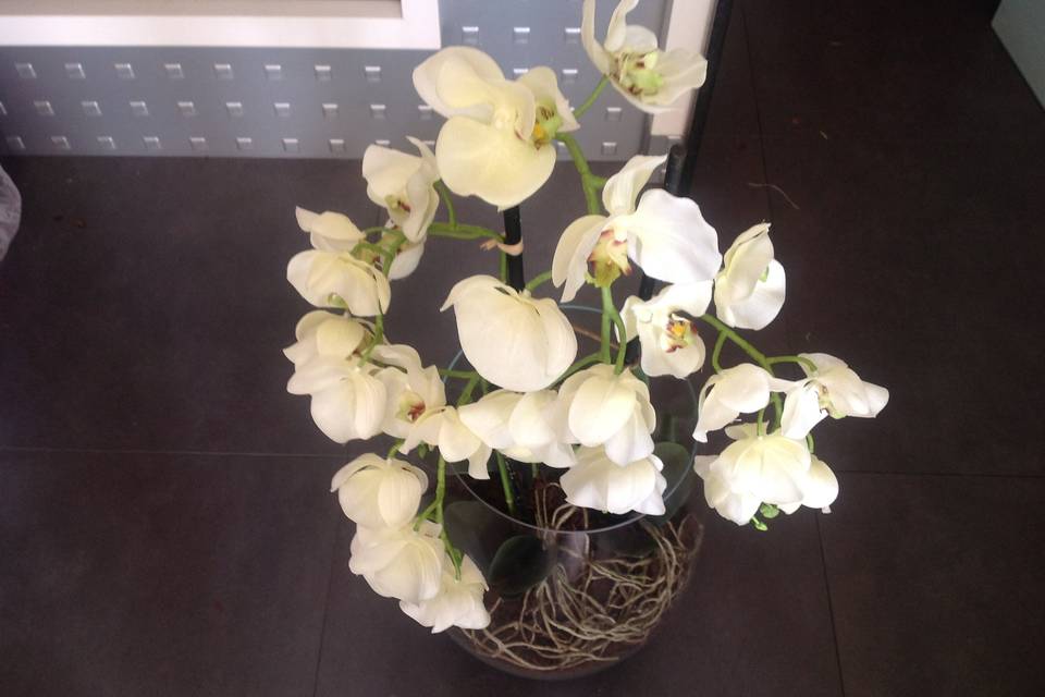 Orquídea branca