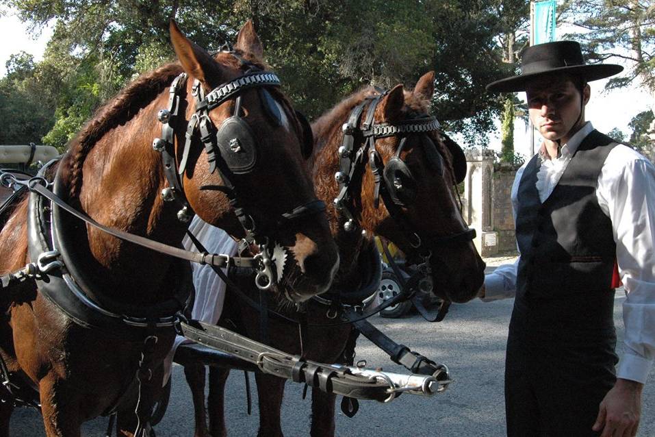 Cavalos castanhos