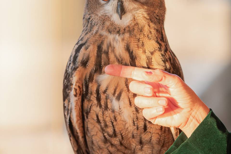 Beautiful owl