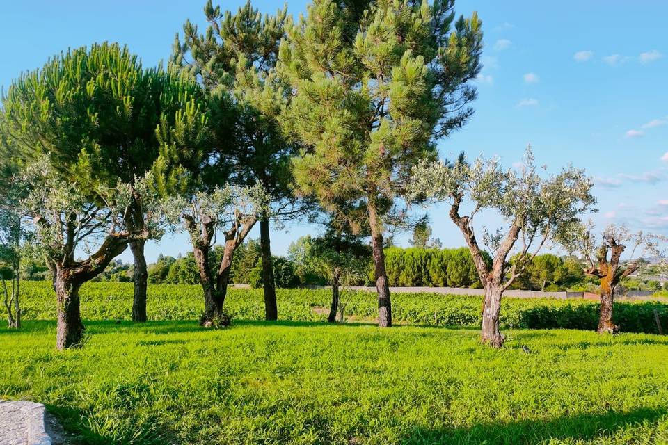 Jardim das oliveiras