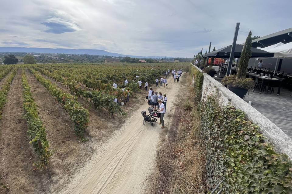 A vista sobre a vinha