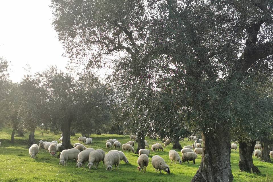 Na parte rural as ovelhas