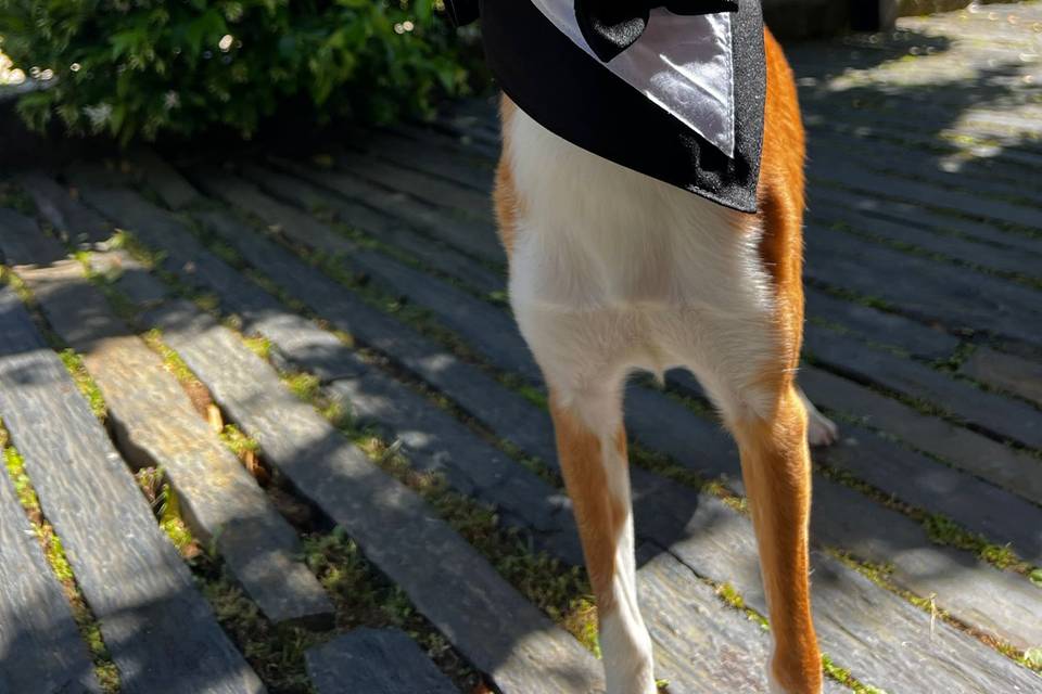 Wedding Sitting - Loki