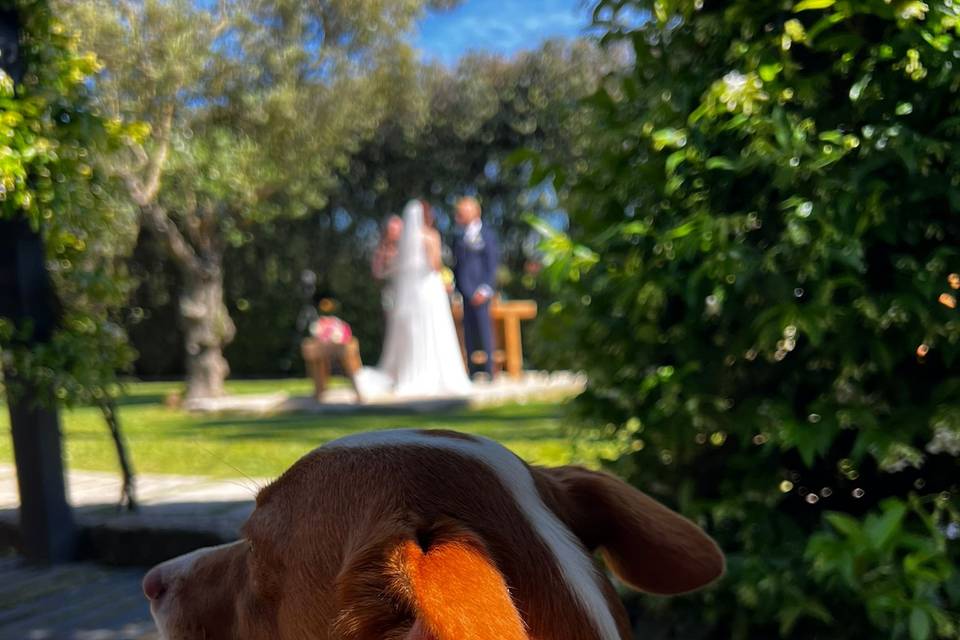 Wedding + Alojamento Familiar