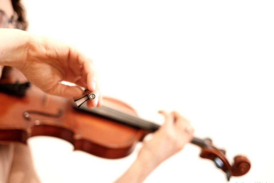 Violino